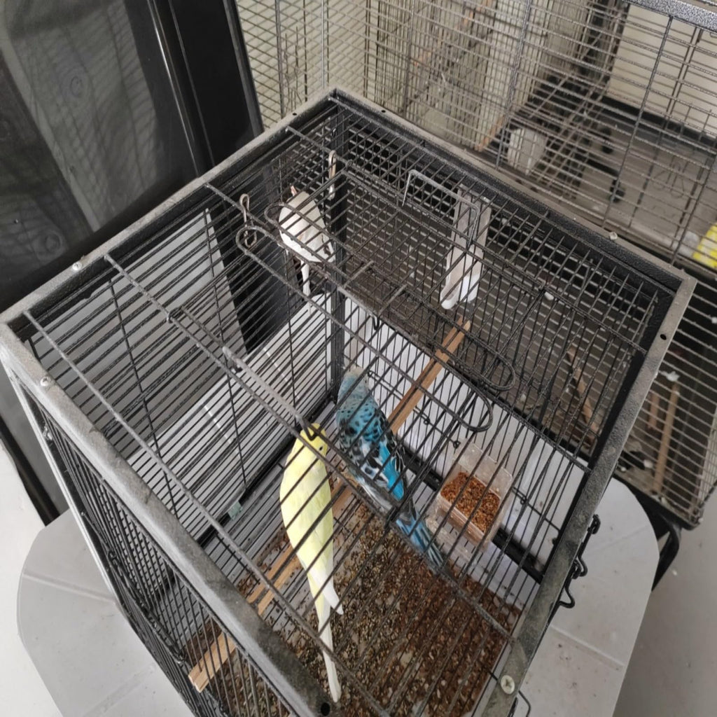 Garvee Portable Metal Bird Cage – 45 x 45 x 60 cm Travel Carrier for Small & Medium Birds, Parakeets, Cockatiels, Budgies, Finches, Parrots – Removable Tray, 2 Perches, Roller Base, Detachable Divider – Black